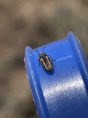 Acmaeodera quadrivittatoides