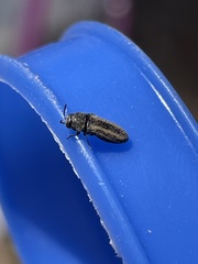 Acmaeodera quadrivittatoides