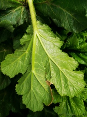 Heracleum sosnowskyi