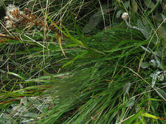 Dolichoglottis lyallii