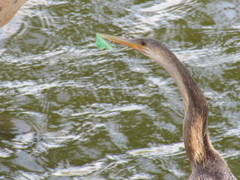 Anhinga anhinga