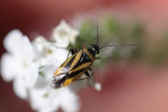 Plagiognathus moerens