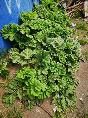 Heracleum sosnowskyi