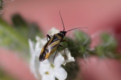 Plagiognathus moerens