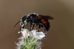 Proteriades