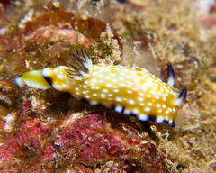 Goniobranchus vibratus