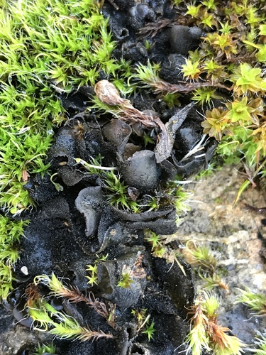 iNaturalist observation photo of Scytinium