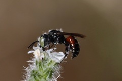 Proteriades