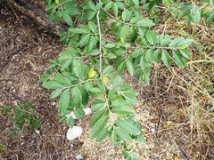 Neopringlea integrifolia