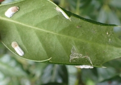 Pulvinaria floccifera