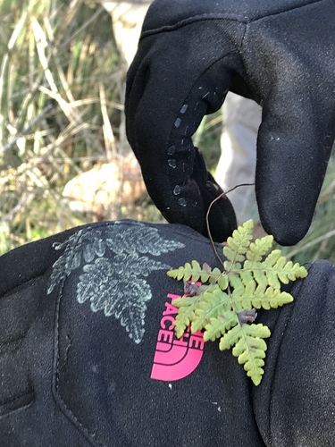 iNaturalist observation photo of goldback fern