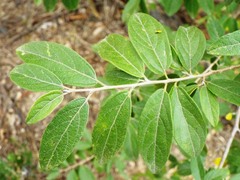 Neopringlea integrifolia