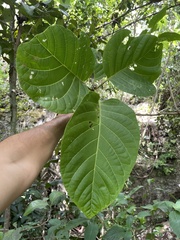 Pisonia horneae