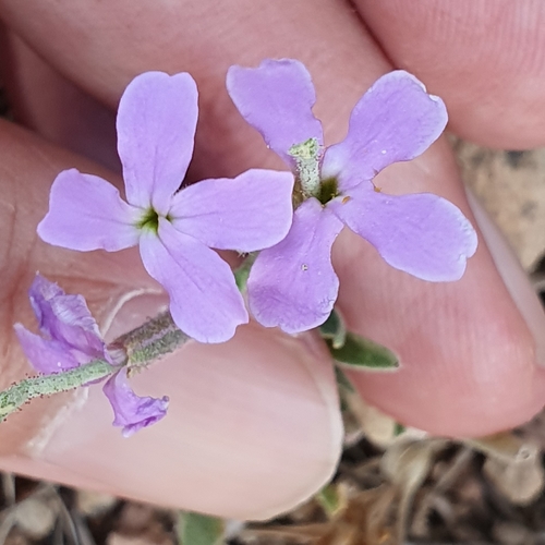 Matthiola lunata (Matthiola lunata)
