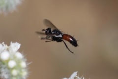 Cylindromyia intermedia