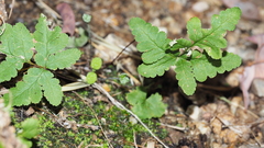 Pentagramma triangularis triangularis