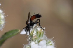 Cylindromyia intermedia
