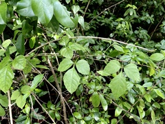 Cissus obovata