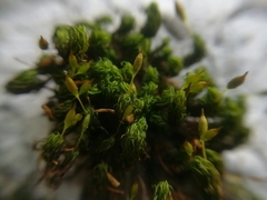 Ptychomitrium serratum