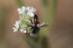 Cylindromyia intermedia