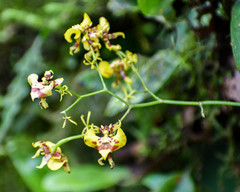Oncidium orthotis
