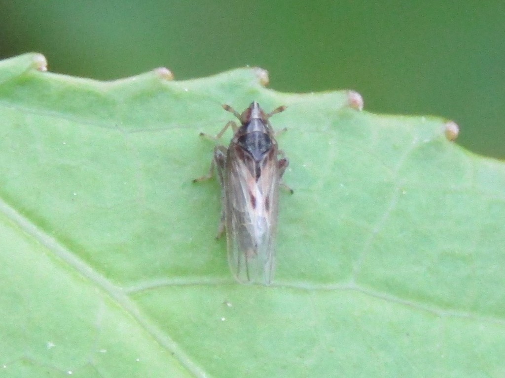 waterlily planthopper