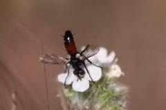 Cylindromyia intermedia