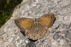 Pharneuptychia phares