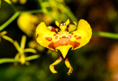 Oncidium orthotis