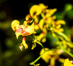 Oncidium orthotis