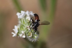 Cylindromyia intermedia