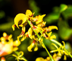 Oncidium orthotis