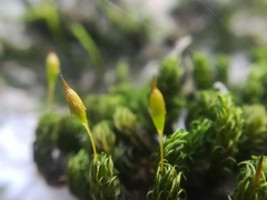 Ptychomitrium serratum