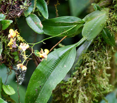 Oncidium orthotis