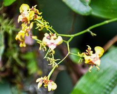 Oncidium orthotis