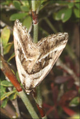Dichromodes stilbiata