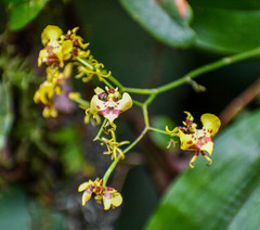 Oncidium orthotis