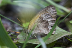 Pharneuptychia phares