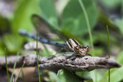 Argia joergenseni