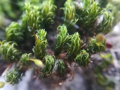 Ptychomitrium serratum