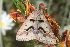 Dichromodes atrosignata