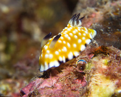 Goniobranchus vibratus