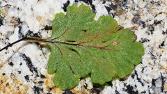 Pentagramma triangularis triangularis