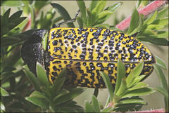 Stigmodera macularia