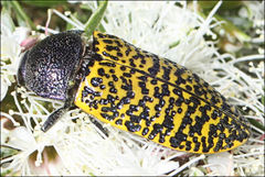 Stigmodera macularia