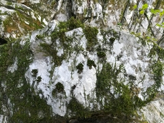 Ptychomitrium serratum