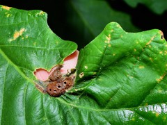 Neuroterus quercusirregularis