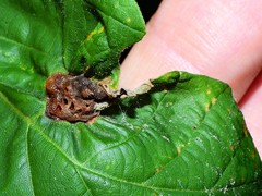 Neuroterus quercusirregularis