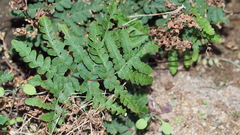 Pentagramma triangularis triangularis