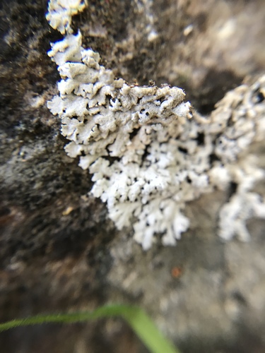 iNaturalist observation photo of rosette lichens